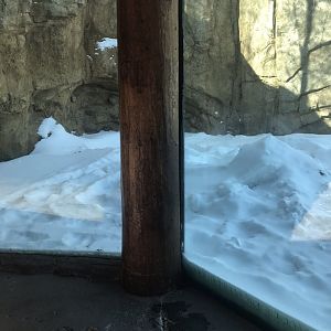 Russia’s grizzly coast Alaskan brown bear exhibit