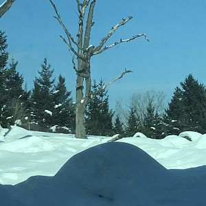 Russia’s grizzly coast Alaskan brown bear exhibit