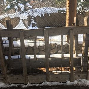 Russia’s grizzly coast wild boar exhibit