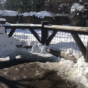 Russia’s grizzly coast wild boar exhibit