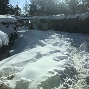 Russia’s grizzly coast wild boar exhibit