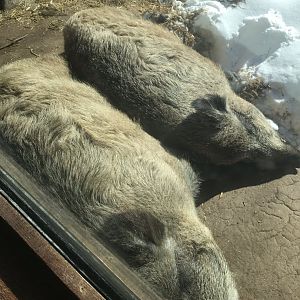 Russia’s grizzly coast wild boars