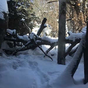 Russia’s grizzly coast 1st Amur leopard exhibit