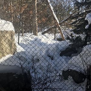 Russia’s grizzly coast 1st Amur leopard exhibit