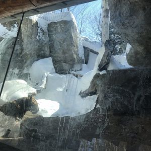 Russia’s grizzly coast 2nd Amur leopard exhibit