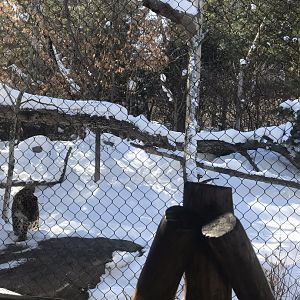Russia’s grizzly coast 3rd Amur leopard exhibit