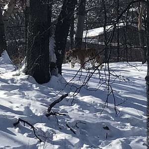 Tiger base camp Amur tiger
