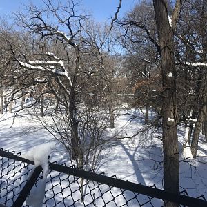 Tiger base camp Amur tiger exhibit