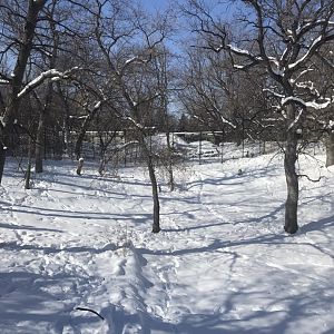 Tiger base camp Amur tiger exhibit