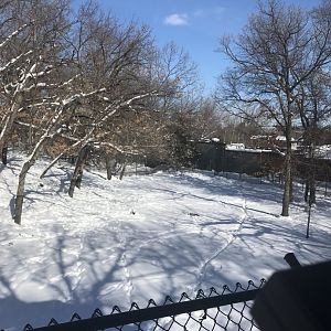 Tiger base camp Amur tiger exhibit