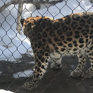 Russia’s grizzly coast Amur leopard