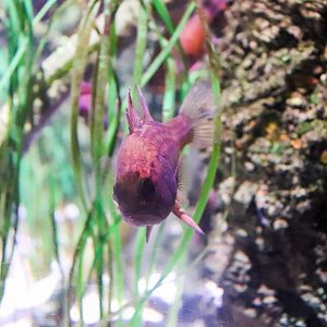 Southern Cardinalfish (Vincentia conspersa) - December 2018