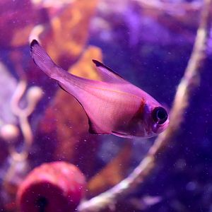 Rough Bullseye (Pempheris klunzingeri) - December 2018