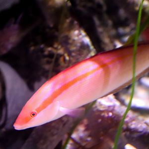 Western King Wrasse (Coris auricularis) - December 2018