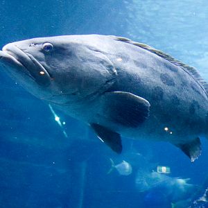 Potato Cod (Epinephelus tukula) - December 2018