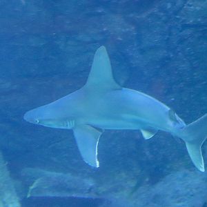 Sandbar Shark (Carcharhinus plumbeus) - December 2018