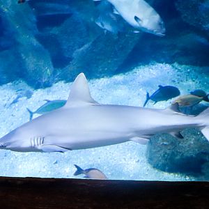 Grey Reef Shark (Carcharhinus amblyrhynchos) - December 2018