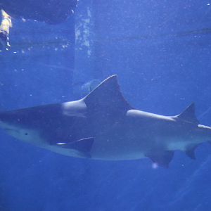 Speartooth Shark (Glyphis glyphis) December 2018