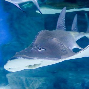 Bowmouth Guitarfish (Rhina ancylostoma) - December 2018
