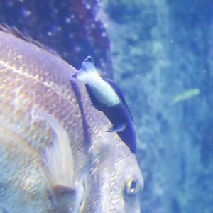 Bicolour Cleaner Wrasse (Labroides bicolor) - December 2018