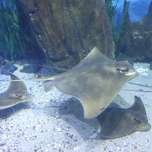 Southern Eagle Rays (Myliobatis australis) - December 2018