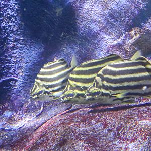 Stripey (Microcanthus strigatus) - December 2018