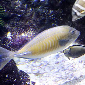 Spotted Sawtail (Prionurus maculatus) - December 2018