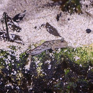 Silverstripe Mudskipper (Periophthalmus argentilineatus) - December 2018