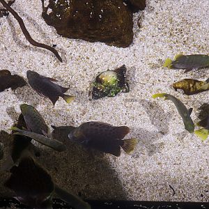 Spotted Scats (Scatophagus argus) -December 2018