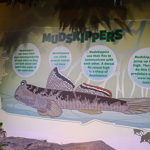 Mudskipper Sign - December 2018