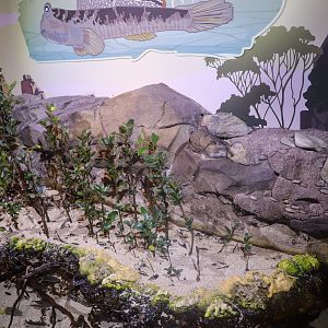 Mudskipper Exhibit - December 2018