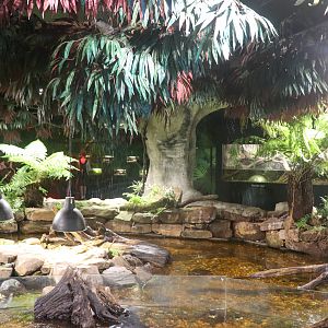 Turtle Exhibit - December 2018