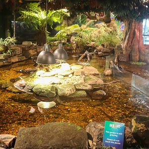 Turtle Exhibit - December 2018