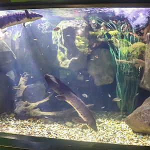 Lungfish Tank - December 2018