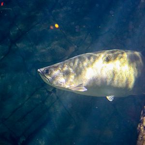 Gulf Saratoga (Scleropages jardinii) - December 2018