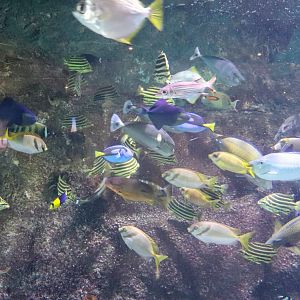 Feeding Time in Coral Atoll Tank - December 2018
