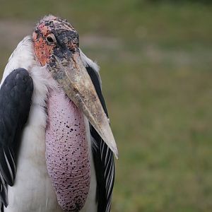 Marabou Stork