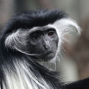 Tanzanian black-and-white colobus