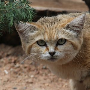 Sand Cat