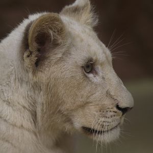 White Lion cub