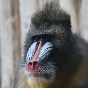 Mandrill