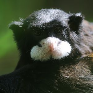 Spix's Moustached Tamarin