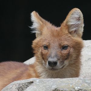 Dhole