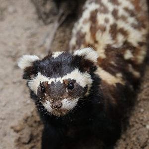 Marbled Polecat