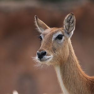 Kafue Lechwe