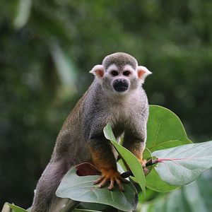 Common squirrel monkey