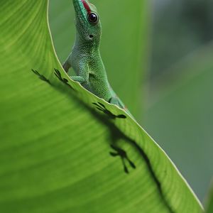 Madagascar day gecko