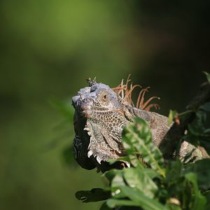 Green iguana