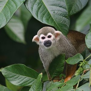 Common squirrel monkey
