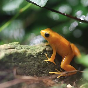 Golden mantella
